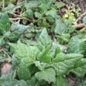 How To Grow New Zealand Spinach & Eat (Tetragonia Tetragonioides)