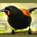 Nelson Sanctuary Welcomes Back Tīeke
