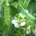 5 Tips How To Grow A Ton Of Snow Peas