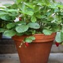 10 Tips To Grow The Best Strawberries Ever