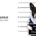 Individual Training Sessions With Our Qualified Canine Behaviourist, Sandy Fitzgerald: Halifax Veterinary Centre