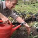 How To Plant Out Hardy Cyclamen Outdoors