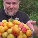 5 TIPS How To Grow A TON Of Plums On ONE Small Tree!