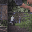 How To Grow Peas – A Step By Step Guide