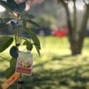 How To Grow Avocados | Mitre 10 Easy As Garden
