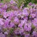 How To Grow Rhododendrons | Grow At Home | Royal Horticultural Society