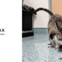 Meet Miss Polly At Halifax Veterinary Centre