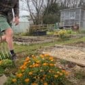 Calendula – A Fantastic Companion Plant For Your Veg Garden