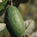 How To Grow Feijoas | Mitre 10 Easy As Garden