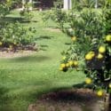 Top Five Citrus Fruit Trees To Grow In Your Backyard