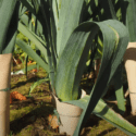 Growing Leeks From Sowing To Harvest