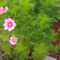 Growing Garden Cosmos From Seeds And Planting Cosmos Seedlings In Containers