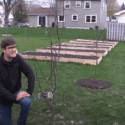 How To Grow Pear Trees – Complete Growing Guide