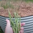 5 TIPS How To Grow A Ton Of Asparagus In A Raised Garden Bed Container