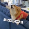 Dogs Clean Home Before MOM Gets Home!