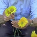 How To Grow Gerberas | Garden Ideas | Peter Seabrook