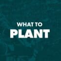 Gardening In October | New Zealand | Bunnings Garden Diary