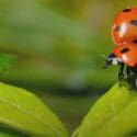 Bringing Bees, Butterflies & Birds To The Garden | Mitre 10 Easy As Garden