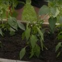 How To Grow Chilli’s | Mitre 10 Easy As Garden