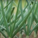 How To Grow Spring Vegetables | Mitre 10 Easy As Garden