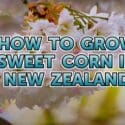 How To Grow Sweet Corn In New Zealand