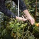 Early April No Dig Garden Update (Edible Garden NZ Autumn 2020)