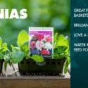 Gardening In November | New Zealand | Bunnings Garden Diary