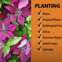 November Garden Checklist | Mitre 10 Easy As Garden