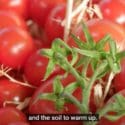 How To Grow Tomatoes | Mitre 10 Easy As Garden