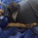 Fireworks Are Here  – 8 Simple Tips To Help Your Pet: Halifax Veterinary Centre