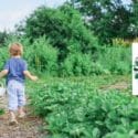 Helping You And Your Family Make The Most Out Of Your Garden: Tim’s Garden