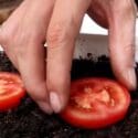 Easy Way To Grow Tomato Plant In Plastic Hanging Bottles | Growing Tomatoes From Seed