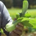 Growing Asian Greens In NZ