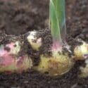 How To Grow Lots Of Ginger In Containers