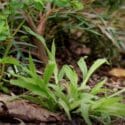 How To Manage Weeds | Mitre 10 Easy As Garden