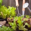 Bury An Egg In Your Garden Soil And What Happens A Few Days Later Will Surprise You
