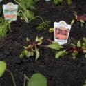 How To Garden The Organic Way | Mitre 10 Easy As Garden