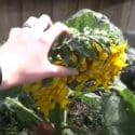 March Garden Tour #1 – Backyard Veggies, Chickens & Garden