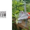 Kids Workshop – Egg Carton Dinos: Nelson Provincial Museum