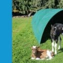 Get Organized Early This Year And Start Getting Your Calf Shelter Orders: TM Covers