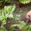 Growing Beets From Sowing To Harvest