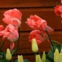 How To Care For Tulip Bulbs NZ