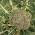 Growing Broccoli In Nelson NZ