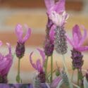 Gardening In February | New Zealand | Bunnings Garden Diary