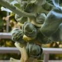 Growing Brussel Sprouts In Small Containers [Planting To Harvest]