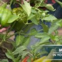Early April No Dig Garden Update (Edible Garden NZ Autumn 2020)
