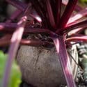 Growing Beets From Sowing To Harvest