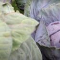 How To Grow Cabbage – A Step By Step Guide