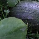 Trimming Pumpkin Vines For Better Growth – Quick Tip