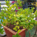 10 Tricks To Grow Lots Of Lemons | How To Grow Lemon Tree In Pot | Citrus Tree Care